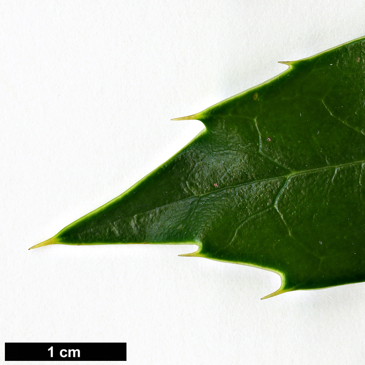 High resolution image: Family: Aquifoliaceae - Genus: Ilex - Taxon: bioritsensis